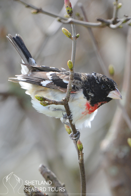 Rose-breasted Grosbeak