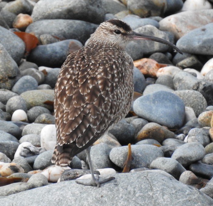 Hudsonian Whimbrel