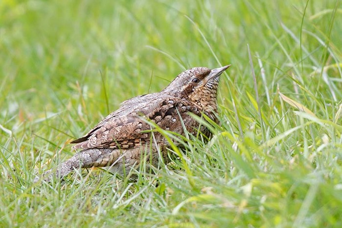 Wryneck