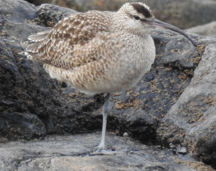 Hudsonian Whimbrel