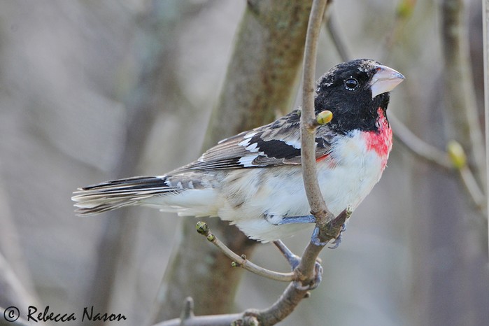 Rose-breasted Grosbeak