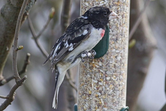 Rose-breasted Grosbeak