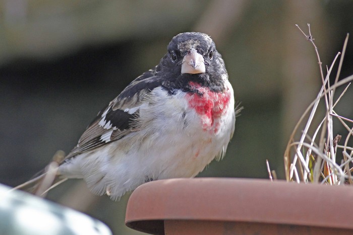 Rose-breasted Grosbeak
