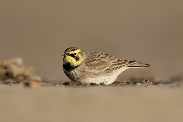 Shorelark