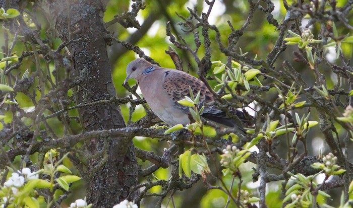 Western Rufous Turtle Dove