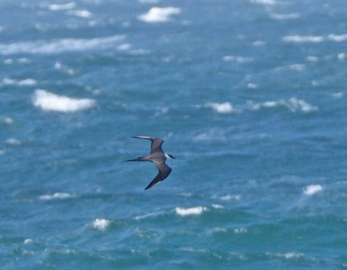 Long-tailed Skua
