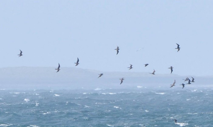 Pomarine Skua