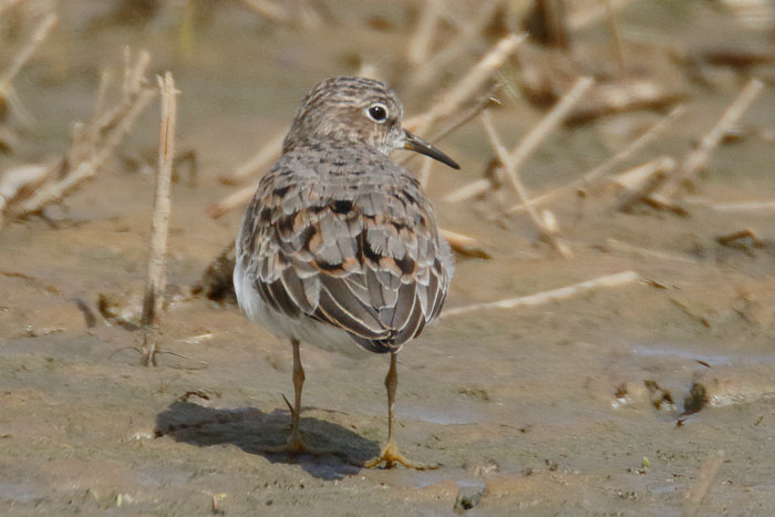 Temminck's Stint