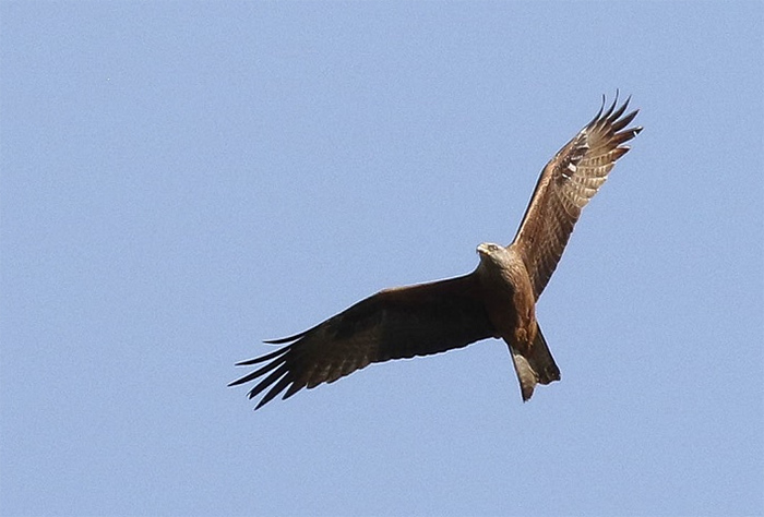 Black Kite