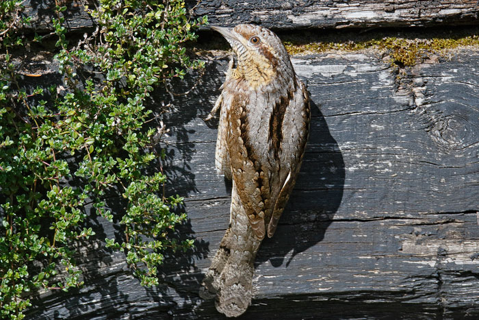 Wryneck