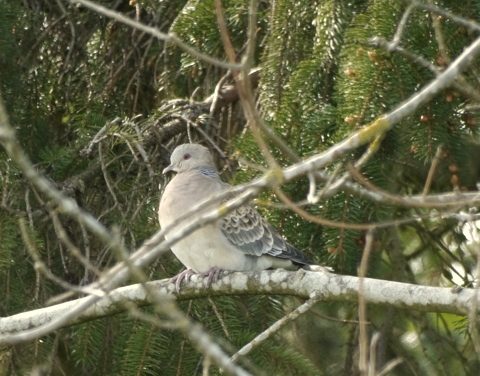 Western Rufous Turtle Dove