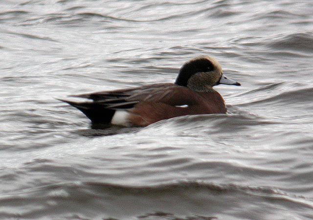 American Wigeon