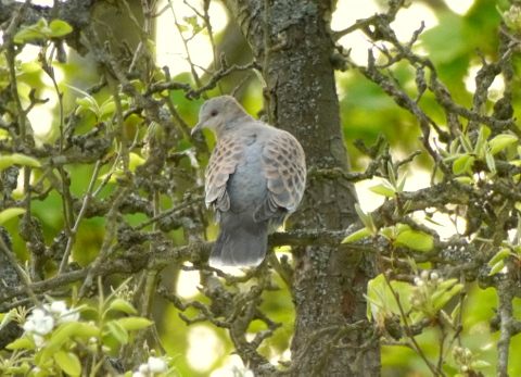Western Rufous Turtle Dove