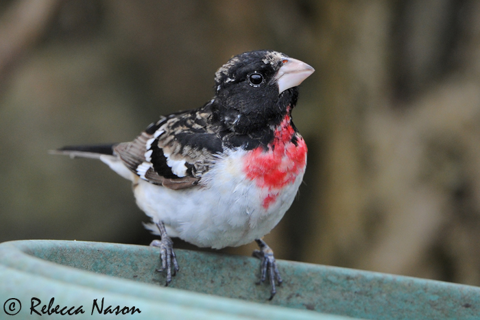 Rose-breasted Grosbeak