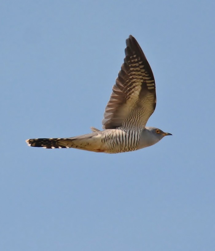Cuckoo