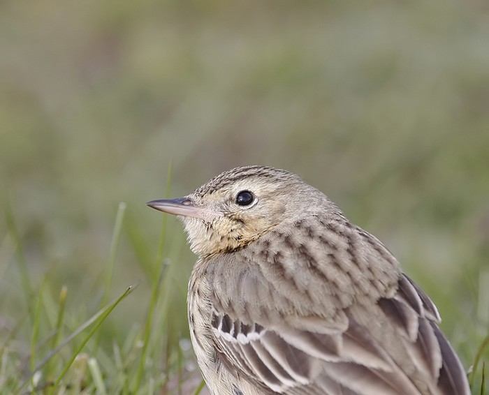 Tree Pipit