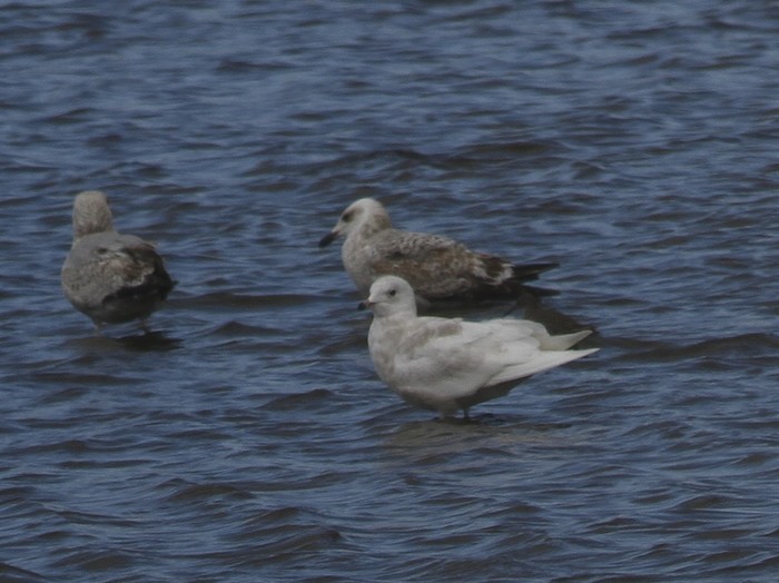 Iceland Gull