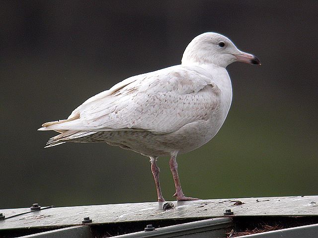 Glaucous Gull