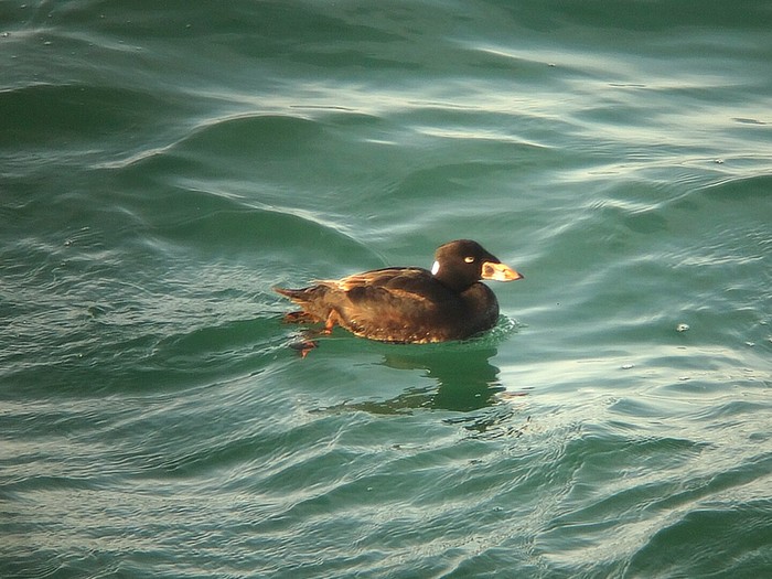 Surf Scoter
