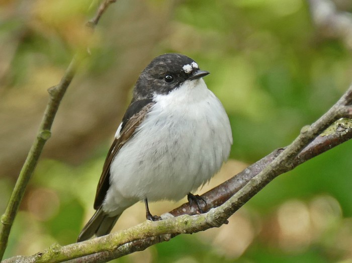 Pied Flycatcher