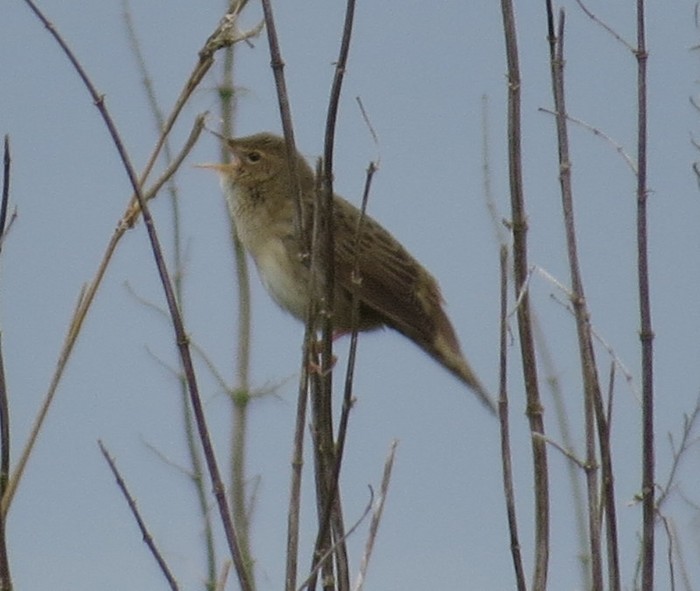 Grasshopper Warbler