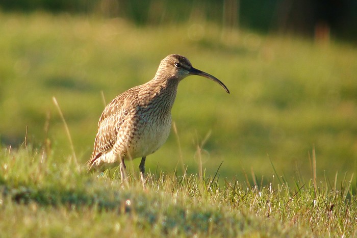 Whimbrel