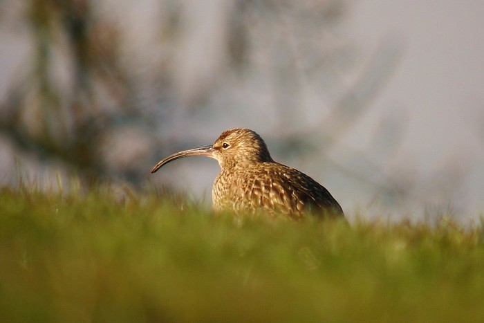 Whimbrel