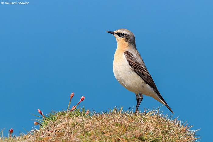 Wheatear