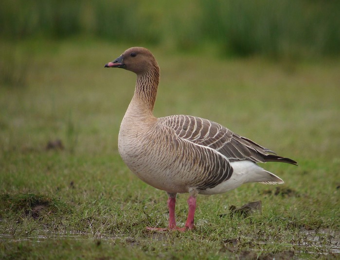 Pink-footed Goose