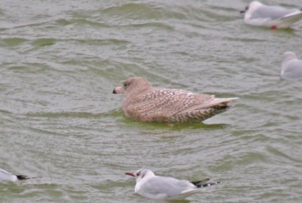 Glaucous Gull