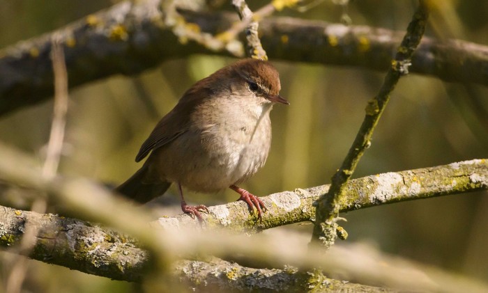 Cetti's warbler