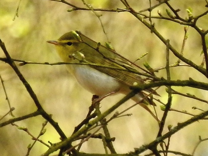 Wood Warbler