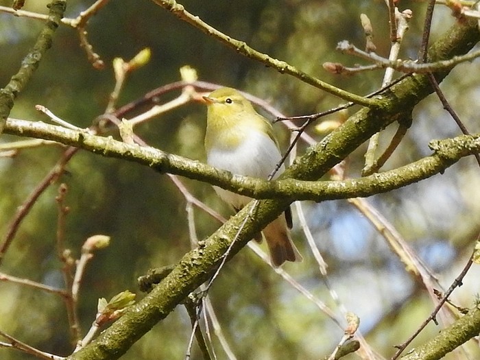 Wood Warbler