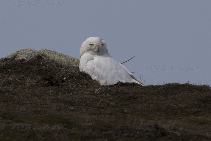 Snowy Owl