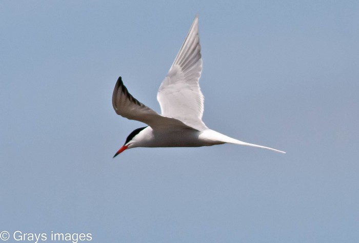 Common Tern