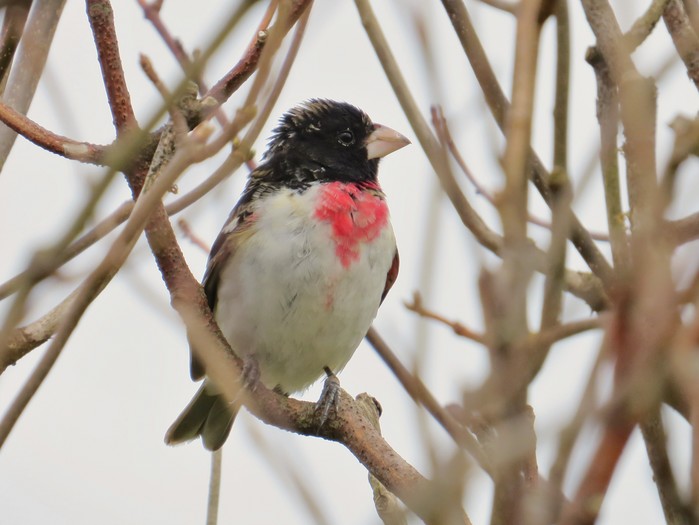 Rose-breasted Grosbeak