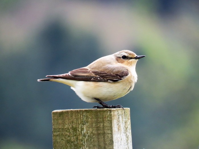 Wheatear