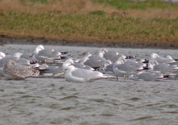 Iceland Gull