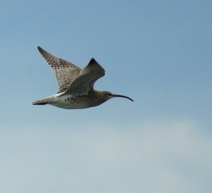 Whimbrel