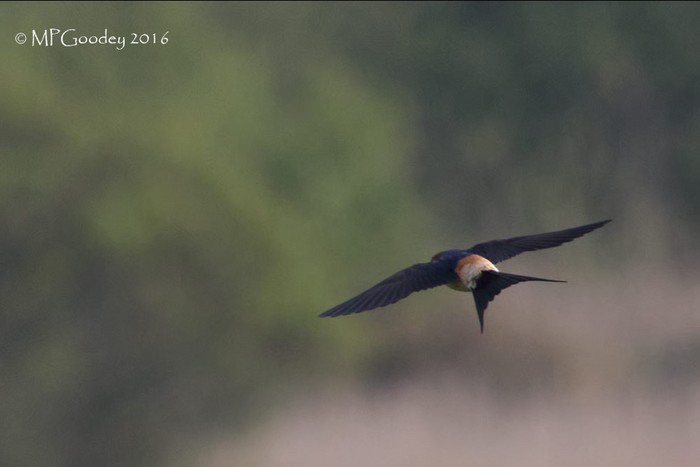 Red-rumped Swallow
