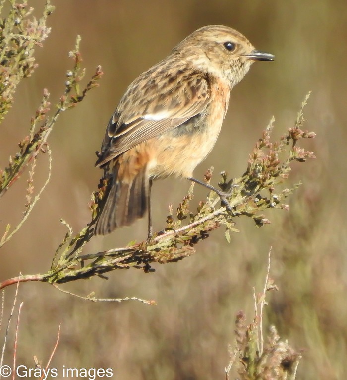 Stonechat