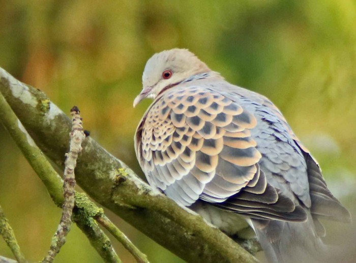 Oriental Turtle Dove