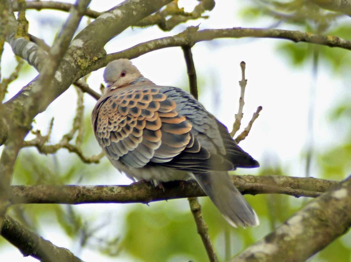 Oriental Turtle Dove