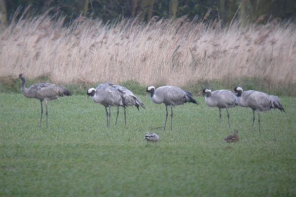 Common Crane