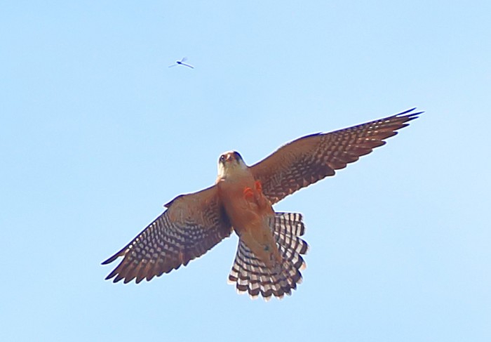 Red-footed Falcon