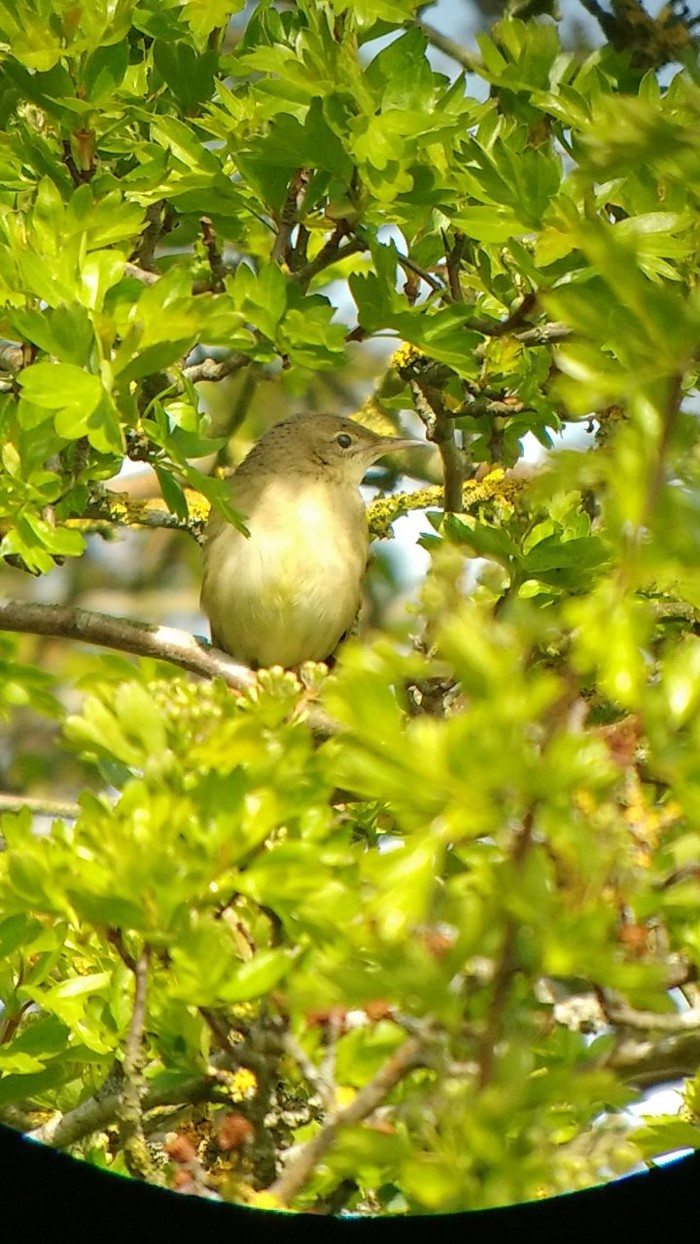 Grasshopper Warbler