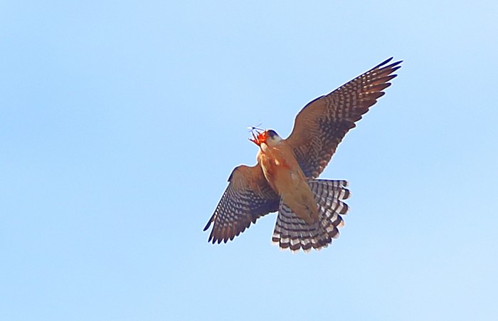 Red-footed Falcon