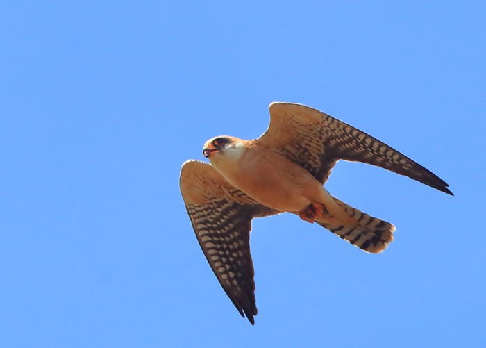 Red-footed Falcon