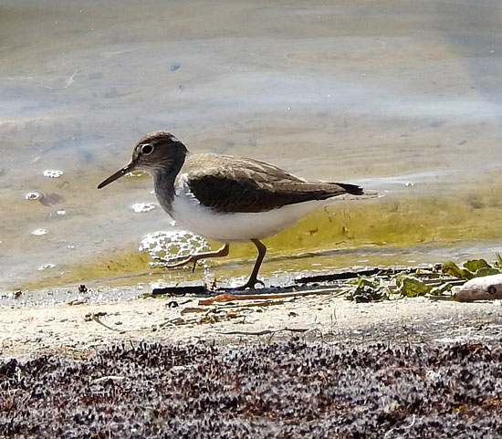 Common Sandpiper
