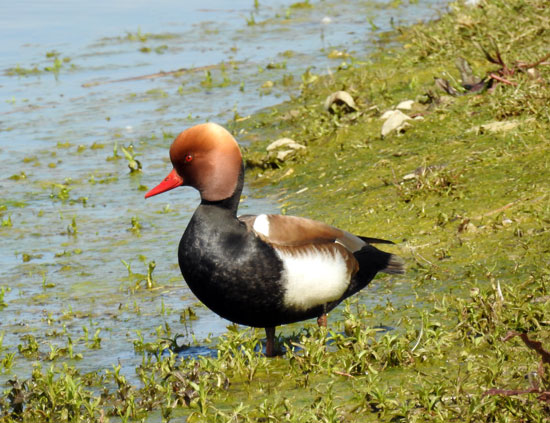 Red-crested Pochard
